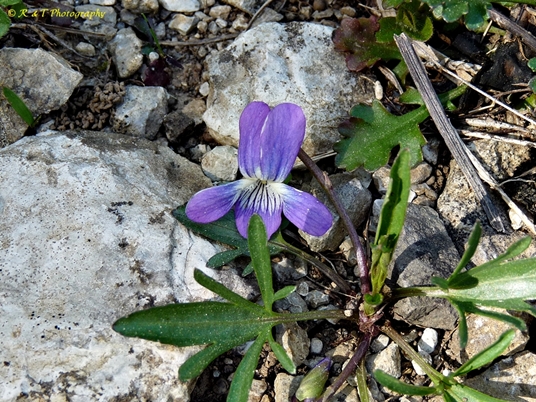 {Viola egglestonii}